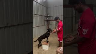 Dog Training Chennai  KCI OBEDIENCE  dog boarding [upl. by Ymas]