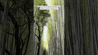 Arashiyama Bamboo Forest Kyoto Japan kyotosightseeing japan2024 japantravel japanshrine [upl. by Asaph]