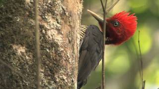 Talking with a Palebilled Woodpecker [upl. by Gerardo]