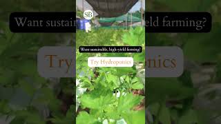 Future Farming Hydroponic sheelbiotechltd [upl. by Romeu]