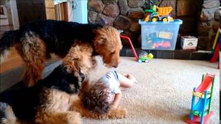 Airedale Terriers amp My 2 Year Old Toddler Playing Together [upl. by Edge]