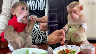 Smart monkey Icy amp Brian are eating breakfast with mom look very delicious  shorts monkey love [upl. by Jeremiah]