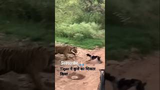 Tiger killed dog in jungle wildtiger wildlife tiger animals lionsfight animals worldtiger [upl. by Nihcas877]