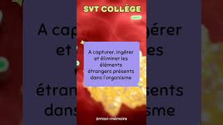 FLASHCARD SVT Collège 3322 mémoire commentmemoriser révision brevet college dnb flashcards [upl. by Annehcu]