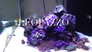 60 gallon salt water coral reef fish tank sump filtration i [upl. by Tiduj]