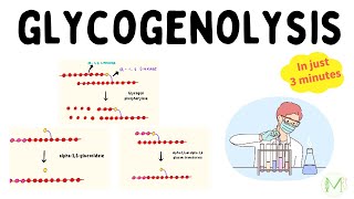 Glycogenolysis  In just 3 minutes  Biochemistry  Medinare [upl. by Ebberta]