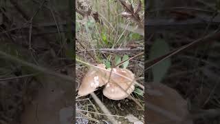 PLEUROTUS ERYNGII  SETA DE CARDO 😍🤪🍄 2592024 PROXIMAMEMTE VIDEO COMPLETO [upl. by Einnalem]