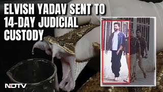 Elvish Yadav Arrested  YouTuber Elvish Yadav Sent To 14Day Jail In Snake VenomRave Party Case [upl. by Nahgeem]