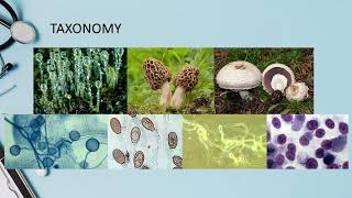 Introduction in mycology  Taxonomi  Nomenclature  Highlighting [upl. by Donavon]