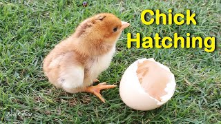 Egg To Chicken  Chicken Hatching From Egg Time lapse Video [upl. by Nedyah]