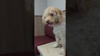 Hungry dog on a ferry to England [upl. by Barri]