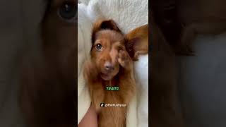 5 Things You Didn’t Know About Dachshunds 🐾🐕 Dachshunds DogFacts PetLovers pets shorts [upl. by Aneles]