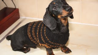 Tips for training a Dachshund puppy [upl. by Quartis831]