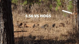 daniel defense ddm4v7 556 VS HOGS LAST FEW DAYS [upl. by Atahs]