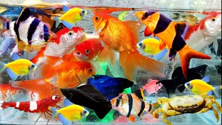 Menangkap Ikan Cupang warna warni Ikan Molly Ikan Glofish Ikan CantikIkan Sumatra Ikan Lemon [upl. by Arihk]