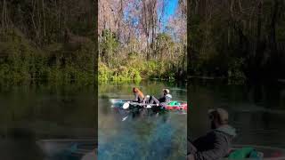 One of our favorite and most magical manatee moments during Manatee Season last year when a herd of [upl. by Shepley]