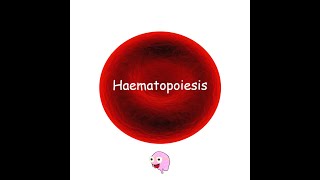 Part 1 Haematopoiesis  Hematopoiesis [upl. by Nylekoorb]