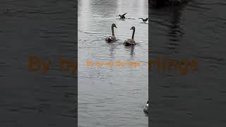 By by  swans swim away when the churchbells rings bergen october nature [upl. by Onej]