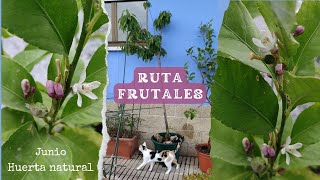 Ruta por los Frutales en Maceta [upl. by Chace223]