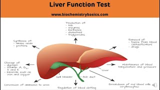 Liver Function Tests LFT With Clinical Interpretation  Liver Function Test Biochemistry [upl. by Sladen]