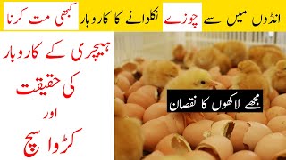 Dont Start Small Hatchery Business Ideas In Pakistan [upl. by Jessen111]