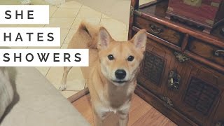 Shiba Inu Dog doesnt want to shower  A Shiba Film [upl. by Duggan266]