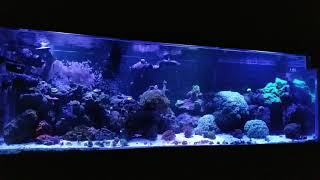 AI Prime HD thunderstorm setting on my inwall 200 gallon saltwater aquarium [upl. by Nylinnej]