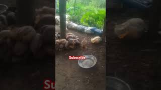 THE BAST ROOSTERS CHICKEN LAY Exchequer leghorn [upl. by Tirreg]