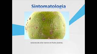 Alternaria alternata pv citri [upl. by Jat]