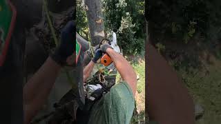 pine top stihl arborist chainsaw climber protos outdoors [upl. by Kara-Lynn]