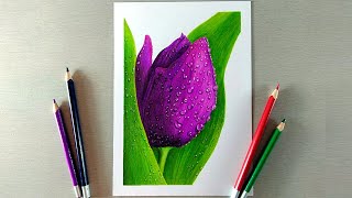 Drawing a Tulip with Colored Pencils [upl. by Eniluqcaj]