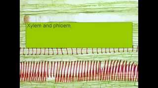 XYLEM AND PHLOEM SONG [upl. by Batruk]