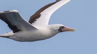 An Epic Pelagic with 8 ABA Rare species Wedgetailed Shearwater [upl. by Cad864]