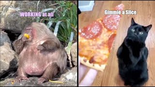 Funniest Animal Voiceovers  Ep 20 [upl. by Saihtam975]