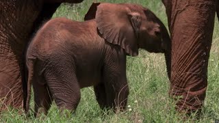 Tranquilized Elephant Mother Risks Crushing Her Baby  BBC Earth [upl. by Neit]