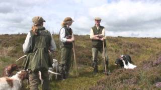 Shooting walkedup grouse [upl. by Kersten]