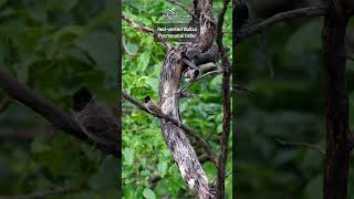 Redvented Bulbul Pycnonotus cafer birds birdsofindia nature bulbul redventedbulbul [upl. by Aleel]