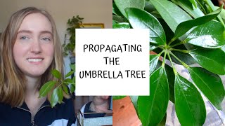 How to Propagate the Umbrella Tree  Schefflera [upl. by Slaughter]