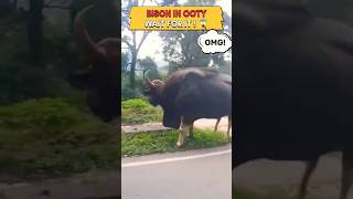 Bison on a busy traffic road 🦬😳😱 bison wildlife animals forest shorts [upl. by Scrope]