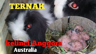 Review Ternak Kelinci Anggora Australia [upl. by Annovahs17]