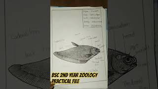 Bsc 2nd year zoology practical file Short video [upl. by Ester]