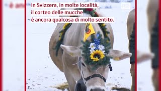 Antiche tradizioni Svizzere che si svolgono nei mesi di settembre e ottobre LA TRANSUMANZA 🔔🐄💐🇨🇭 [upl. by Safire]