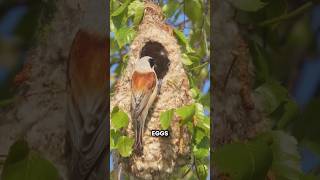 Why Can A Snake Never Eat Penduline Tit Eggs shorts youtubeshorts viralshorts facts [upl. by Richarda387]