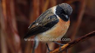 Desert Wheatear or Stonechat Cold misty winter morning at Panna National Park [upl. by Adilen494]