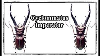 Cyclommatus imperator  Präparation  Mounting [upl. by Deryl814]