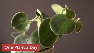 Peperomia incana Houseplant Care — 298 of 365 [upl. by Ainotal]