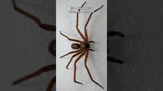 Huntsman Spider  One Of The Scariest Spiders [upl. by Calica]