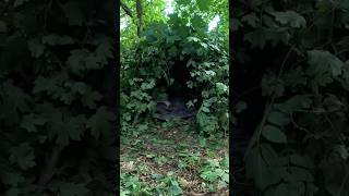 Shelter in the forest 👍😱shorts survival bushcraft forest [upl. by Animor256]