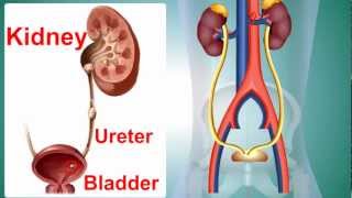 Kidney Stone or Calculus [upl. by Ebanreb]