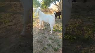 Say MashaALLAH 8 Months Old goat sheeps babyanimal animals sheep babygoat [upl. by Burley193]